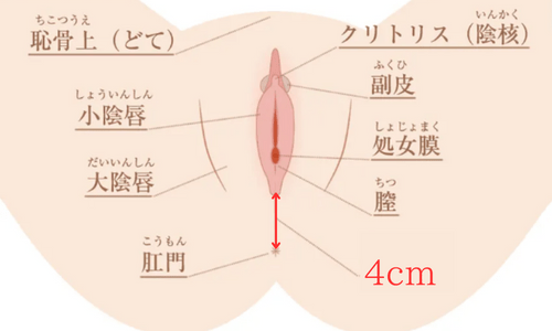 女性器と肛門までの間隔